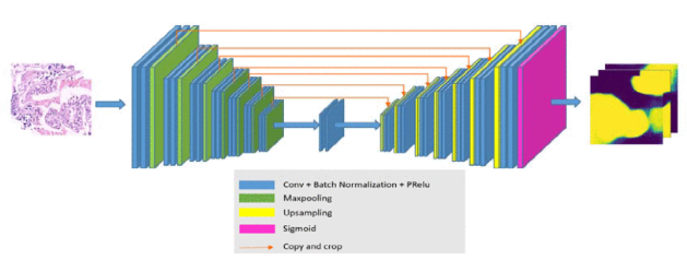 weakly-supervised-biomedical-image-segmentation.png